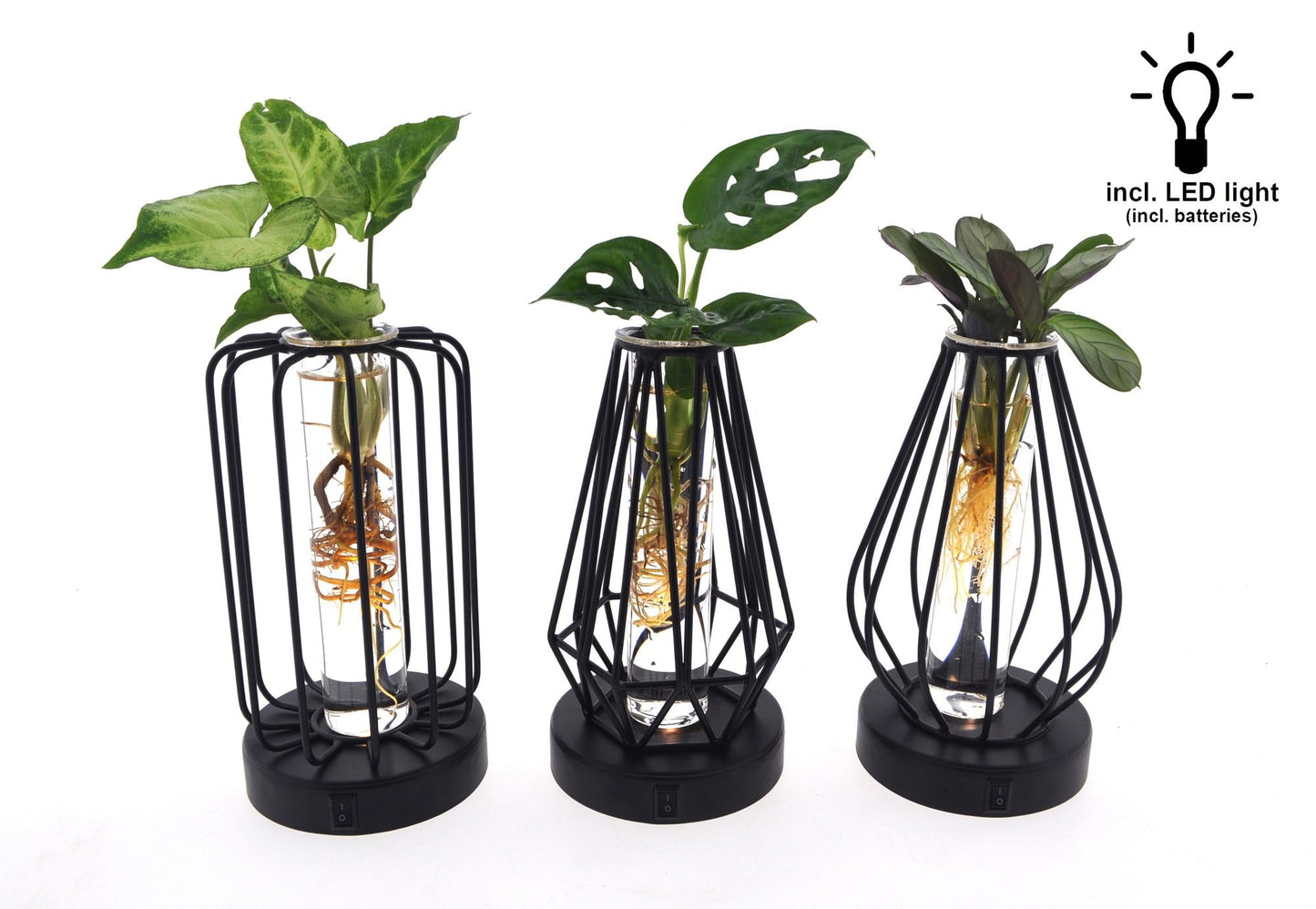 Drie groene kamerplanten in glazen Turijn potjes met brandende LED-verlichting. De glazen zijn 7 centimeter breed en de planten zijn 20 centimeter hoog.
