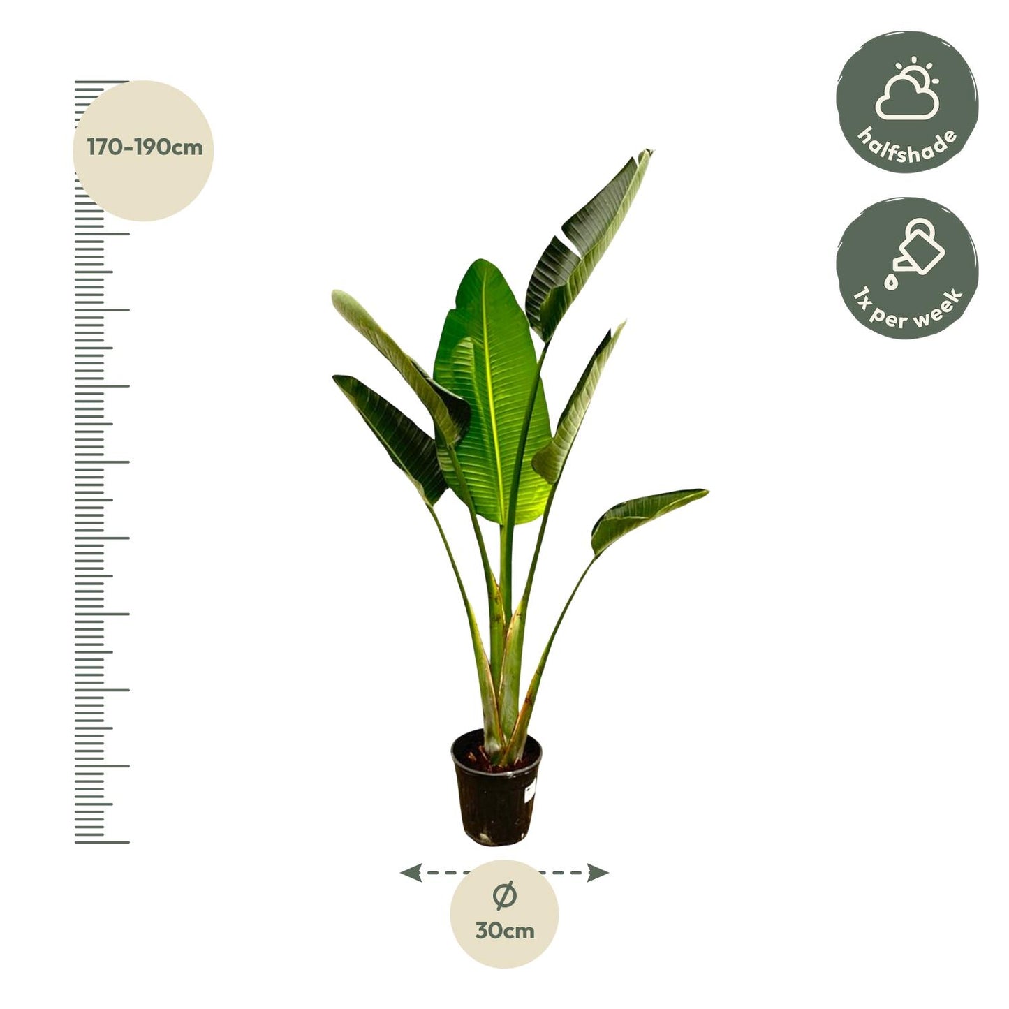 Afmetingen-hoogte-180cm-Strelitzia-augusta-Xavi-30cm-pot