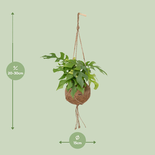 Afmetingen van Becky in kokosnoot: hoogte 25cm en breedte 15cm