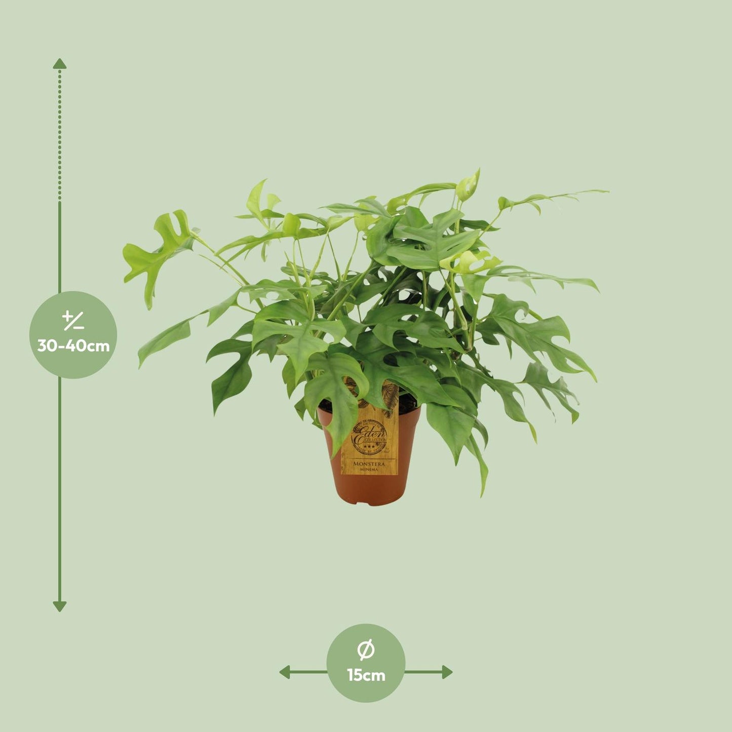 Afmetingen van de Monstera minima Bekky: hoogte 40cm en potmaat 15cm