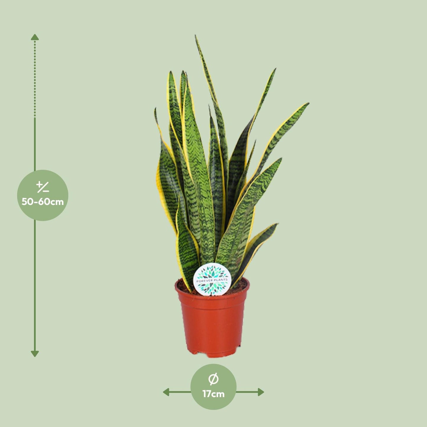 Afmetingen hoge Sansevieria Laurentii Laurent: hoogte 60cm potmaat 17cm