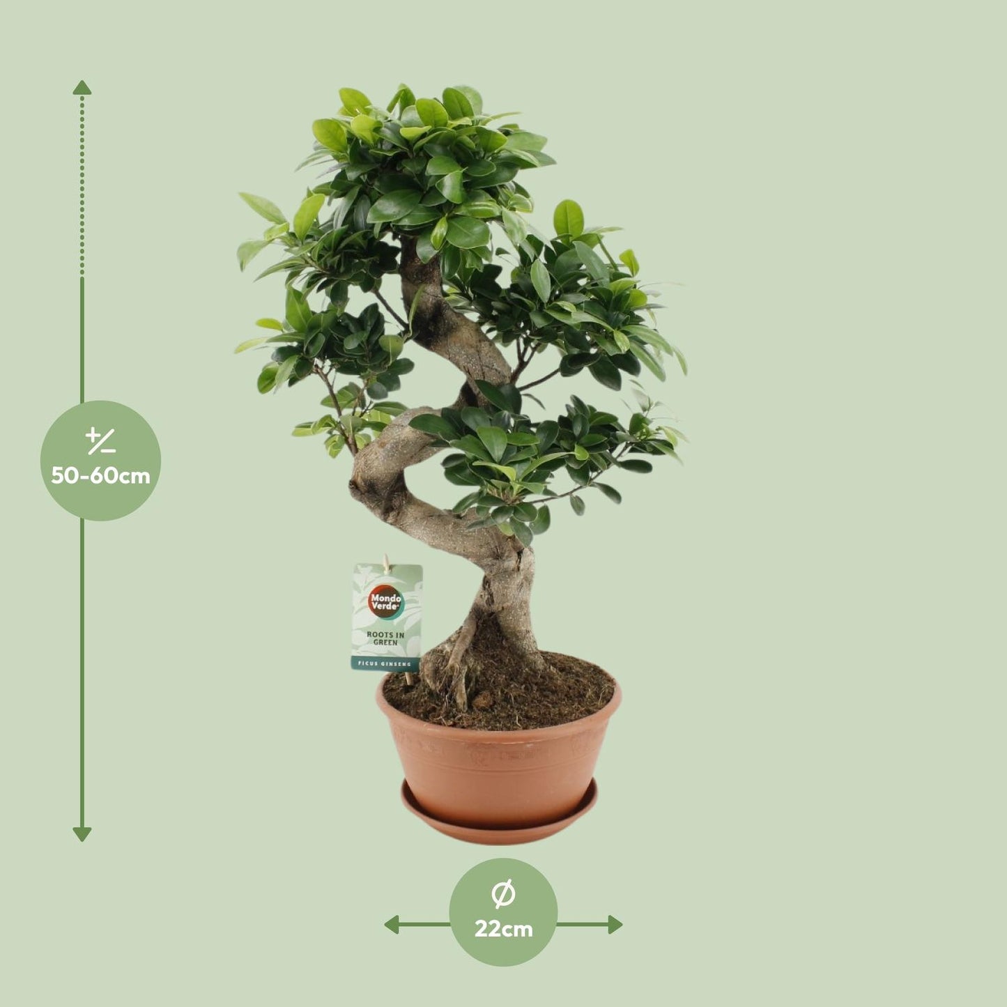 Afmetingen Ficus ginseng Yin: hoogte 60cm en potmaat 22cm