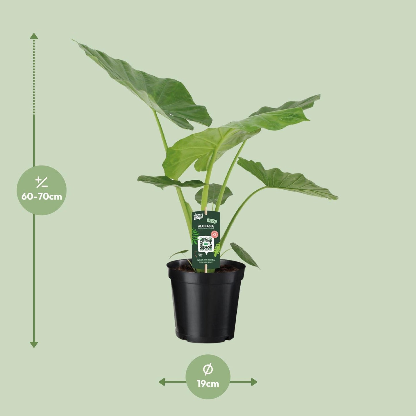 Afmetingen Alocasia macrorrhiza Makki: hoogte 70cm potmaat 19cm