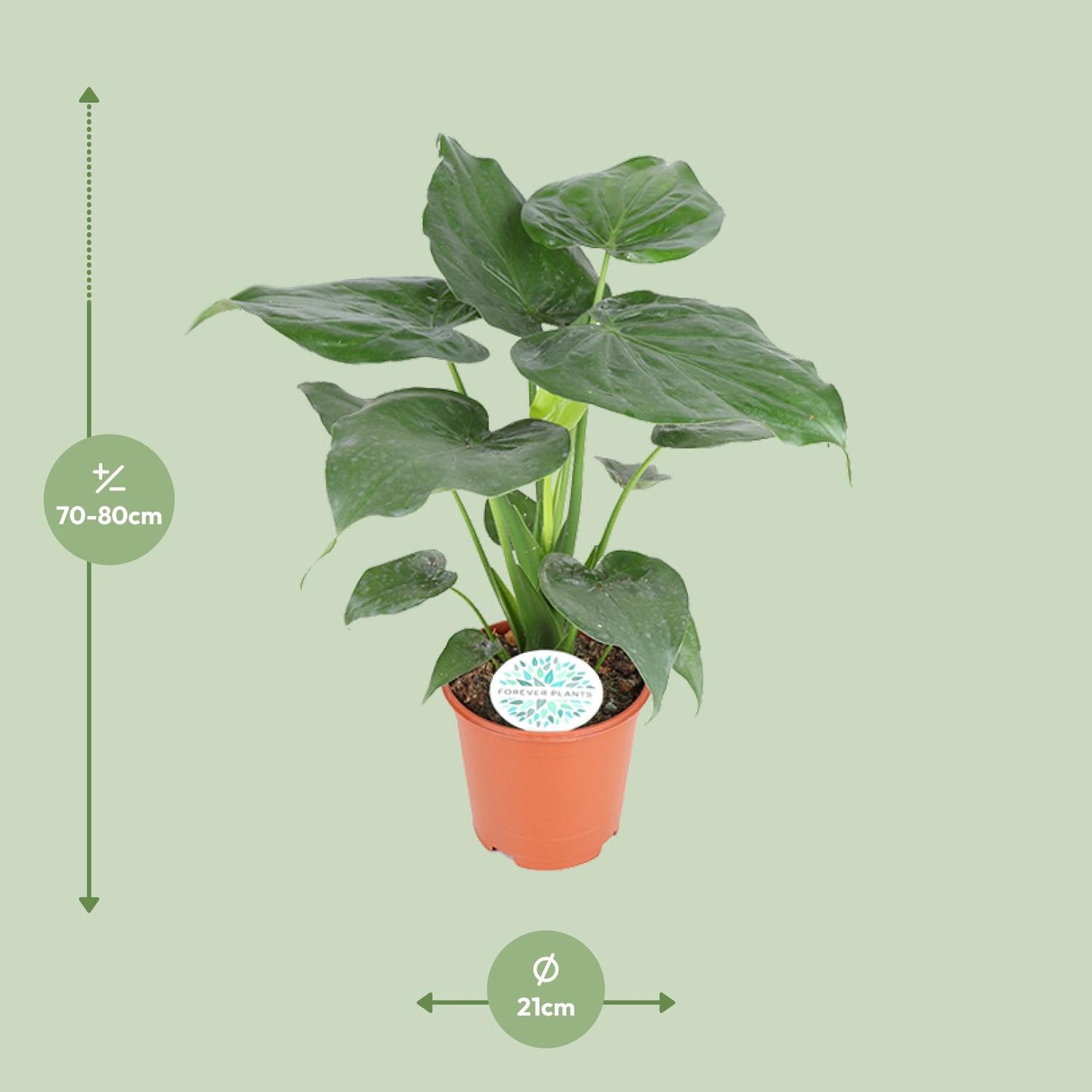 Afmetingen Alocasia cucullata Cucu: hoogte 80cm potmaat 21cm