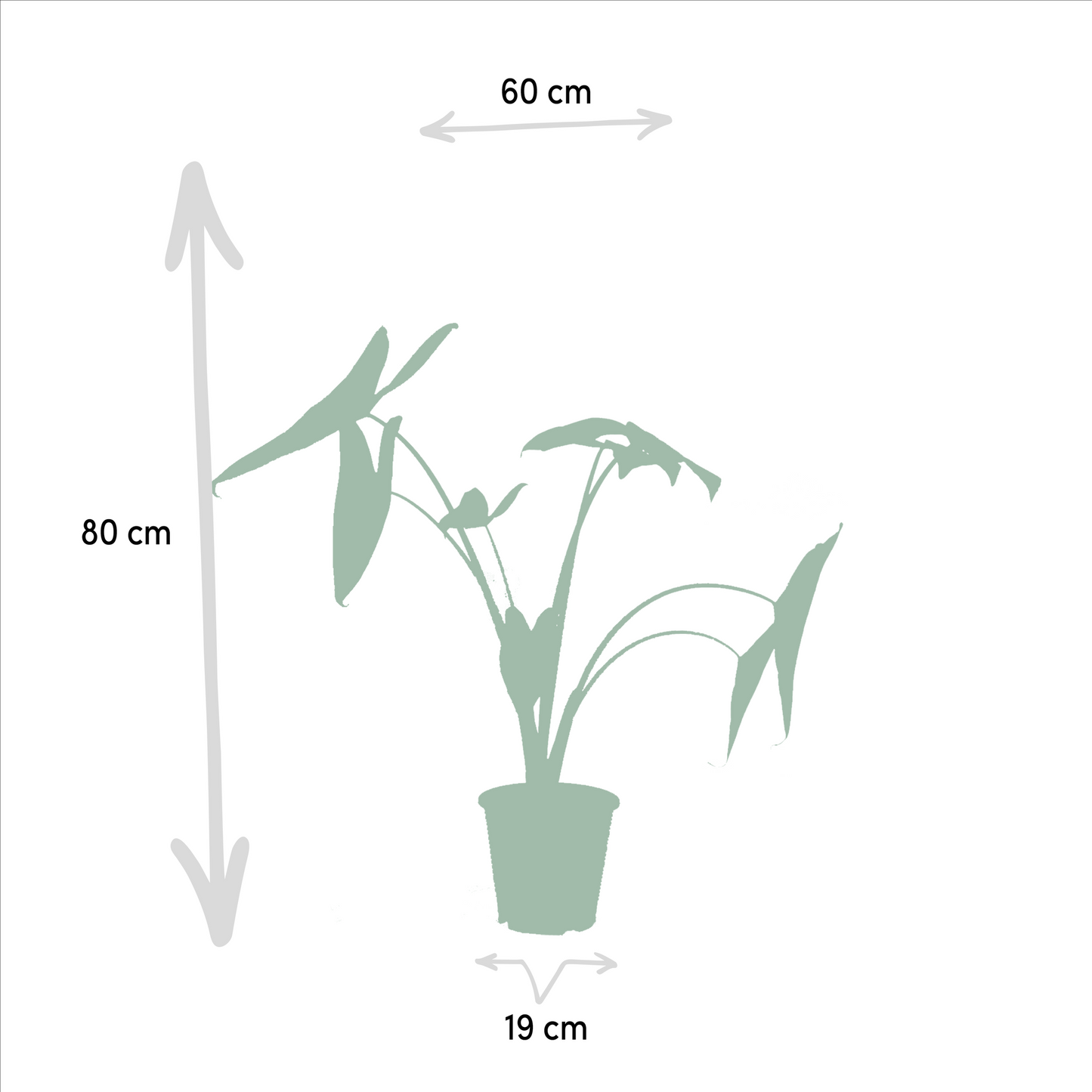 Afmetingen Alocasia zebrina Zebby: hoogte 80cm en potmaat 19cm