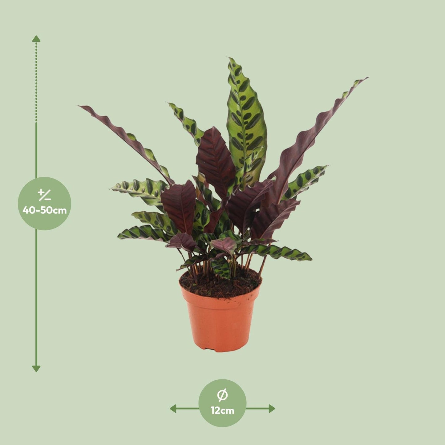 Afmetingen Calathea Insignis Anne-Fleur Schaduwplant 50cm