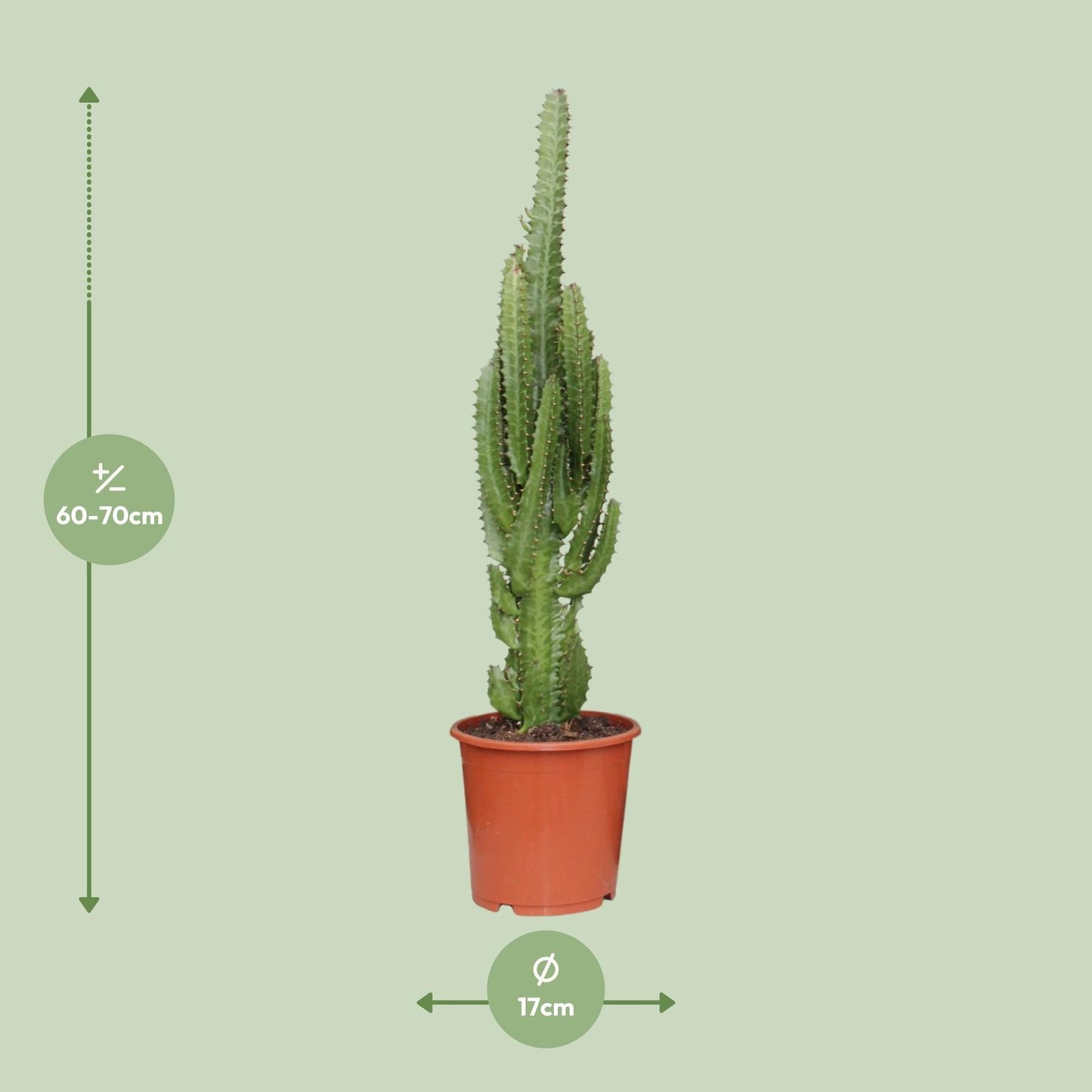 Afmetingen van de Euphorbia trigona cactus voor volle zon en indirect licht - hoogte 60cm en potmaat Ø17cm.