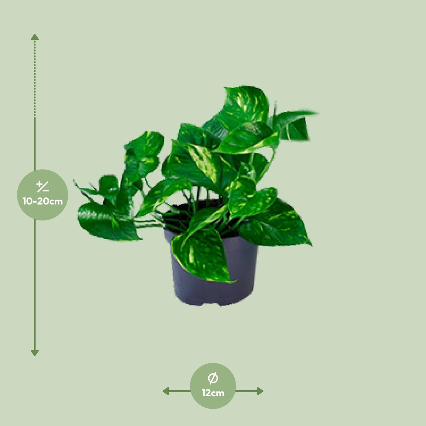 Afmetingen van de Epipremnum aureum hangplant voor indirect licht of halfschaduw - deze plant is 20 cm hoog en 12 cm breed.