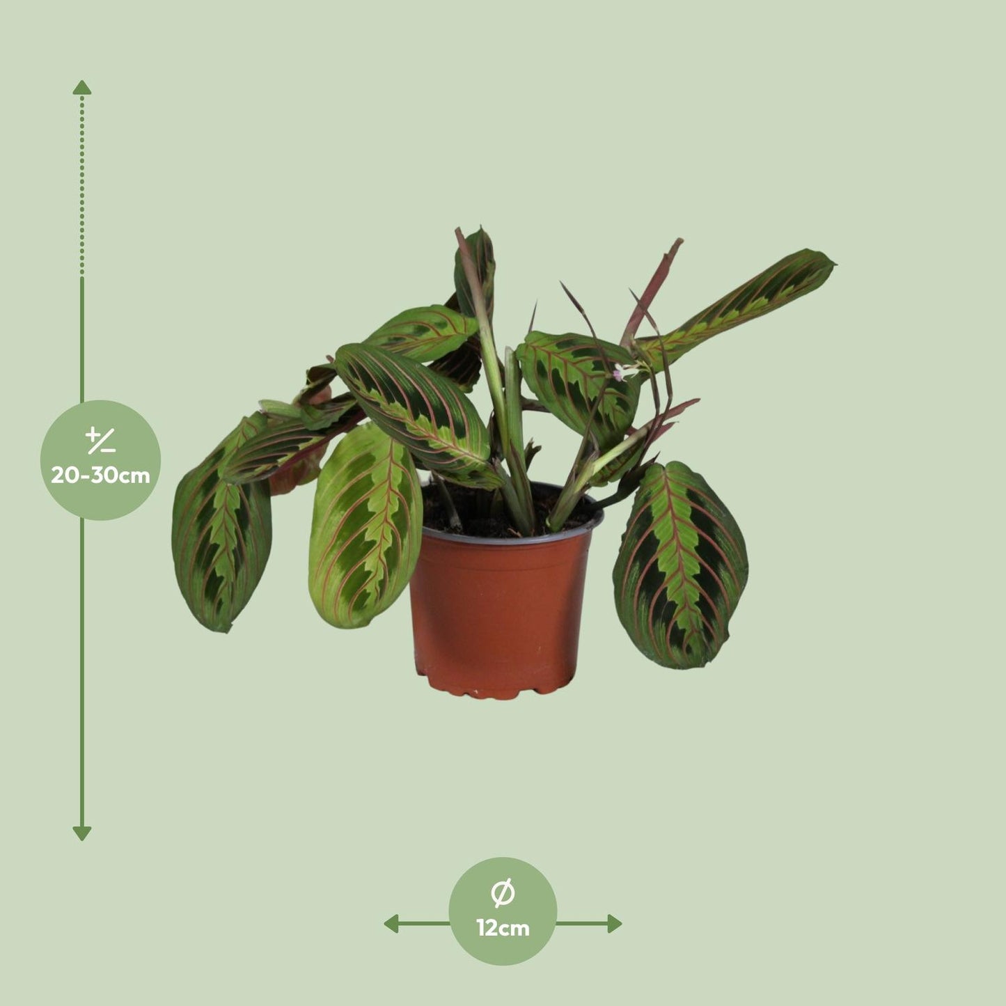 Afmetingen van de diervriendelijke Maranta leuconeura gebedsplant voor halfschaduw - deze plant is 30 cm hoog en 12 cm breed.