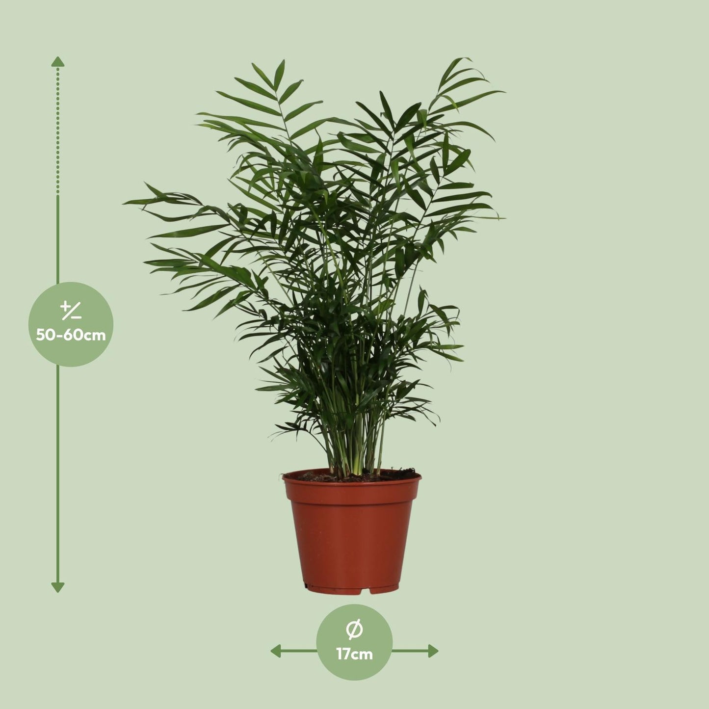 Afmetingen van de Chamaedorea elegans dwergpalm voor indirect licht of schaduw - deze plant is 60 cm hoog en 17 cm breed.
