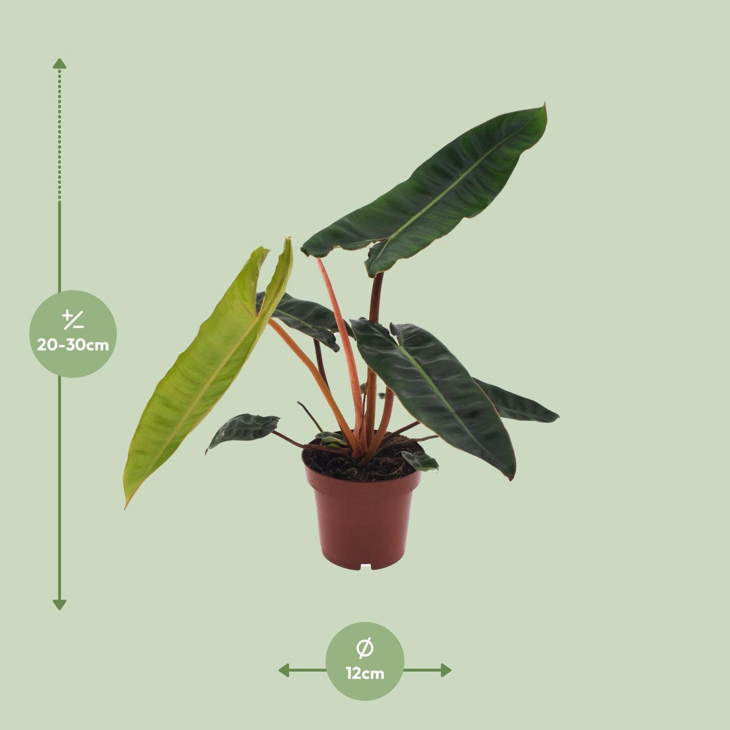 Afmetingen van de Philodendron billietiae verzamelaarsplant - deze plant is 25 cm hoog en 12 cm breed.