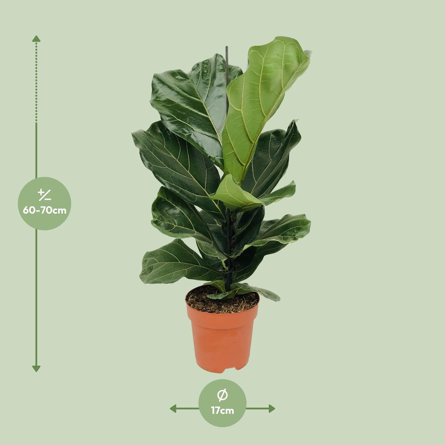 Afmetingen van de Ficus lyrata vioolbladplant voor indirect licht - deze plant is 70 cm hoog en 17 cm breed.