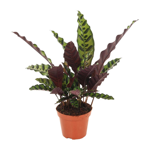 Anne-Fleur