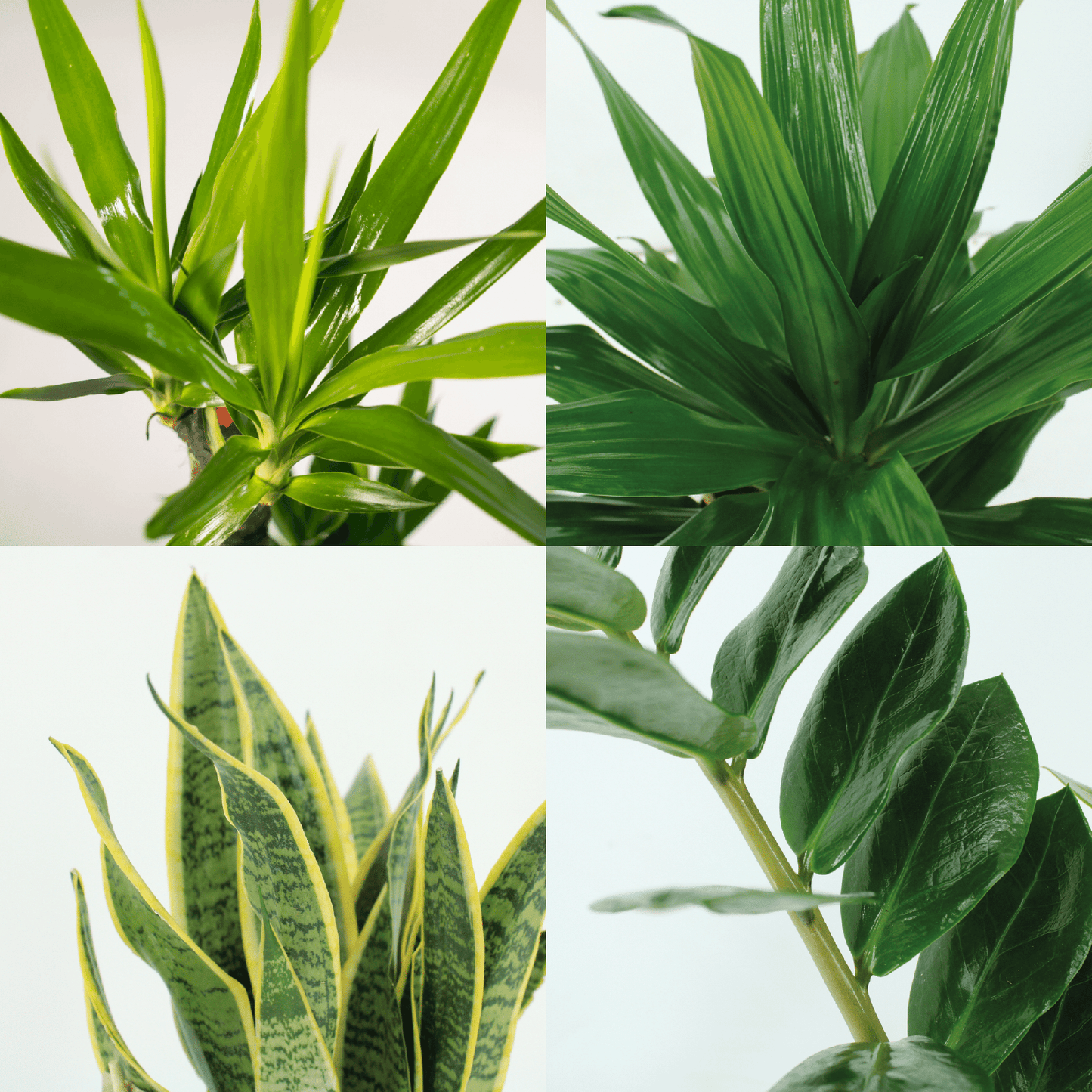 Ingezoomde details van de Sansevieria, Yucca, Zamioculcas en Dracaena Fragrans