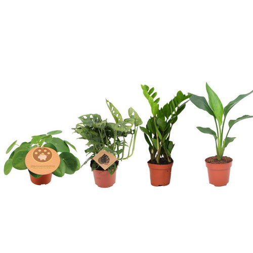 Easy Plantiebox - 4 Planties