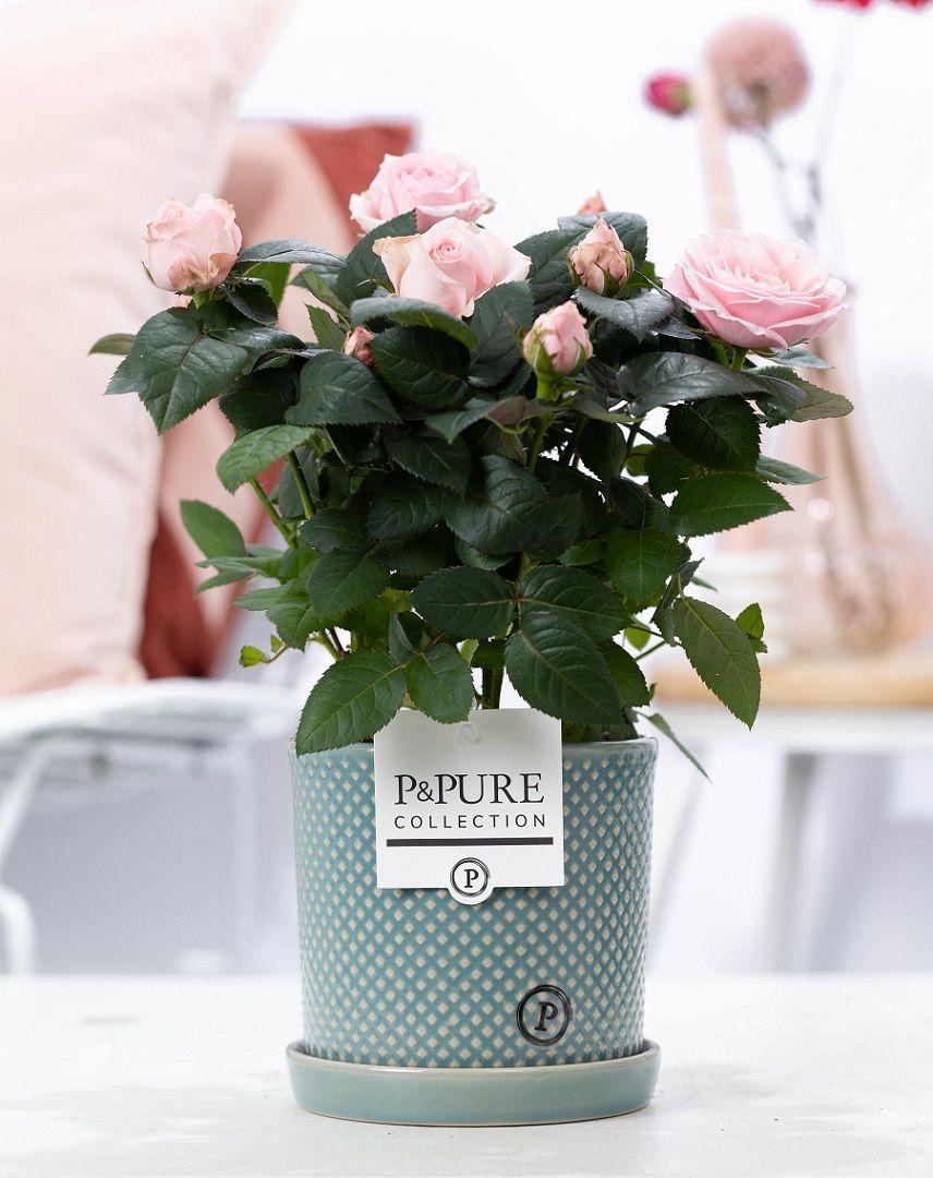 Een prachtige lichtroze kamerroos in een stijlvolle Lauren pot van keramiek. De sierpot is 12 centimeter breed en de plant is 30 centimeter hoog. Een ideaal planten cadeau.
