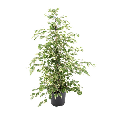 Holly