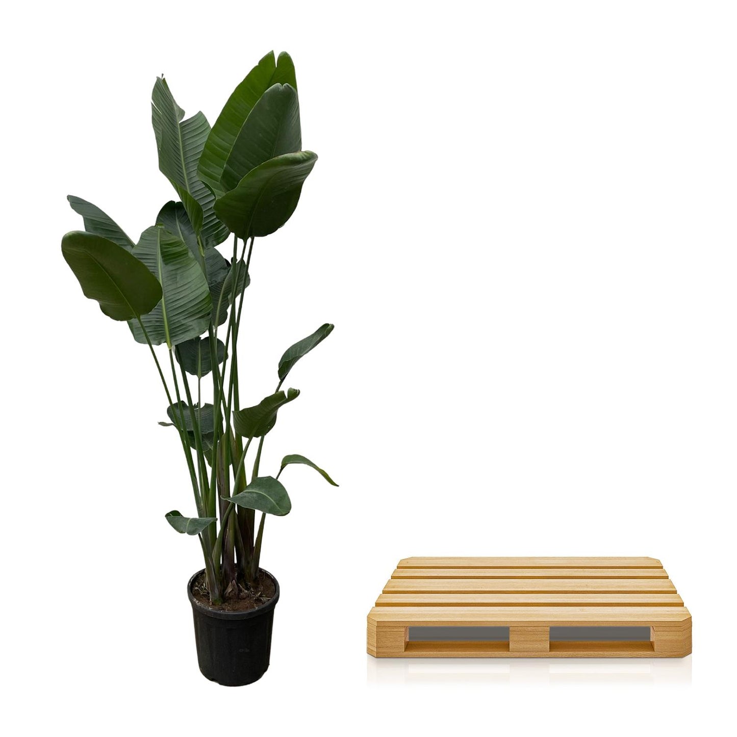Strelitzia-nicolai-Nico-250cm-XXL-plant-op-pallet-veilig-transport