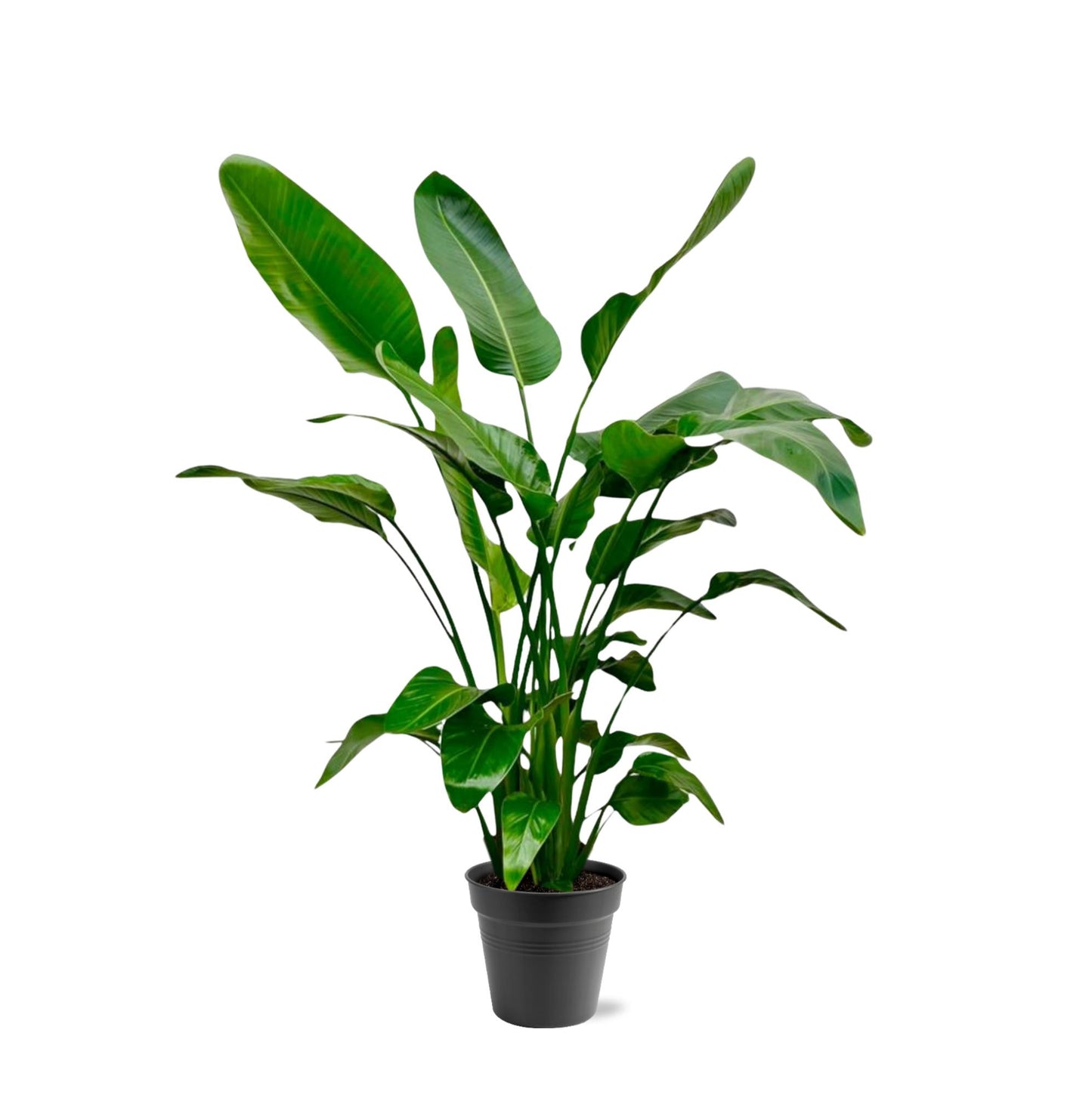 Grote kamerplant Strelitzia nicolai Paradijsvogelplant Nico 140cm lichte woonkamer