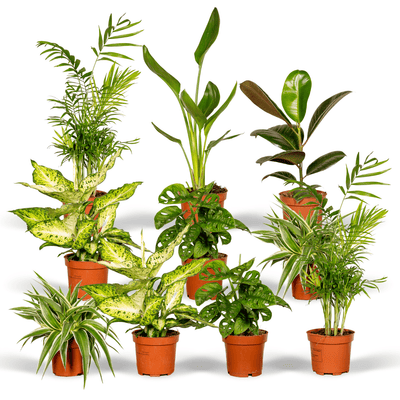 Verrassingsbox - 10 Planties