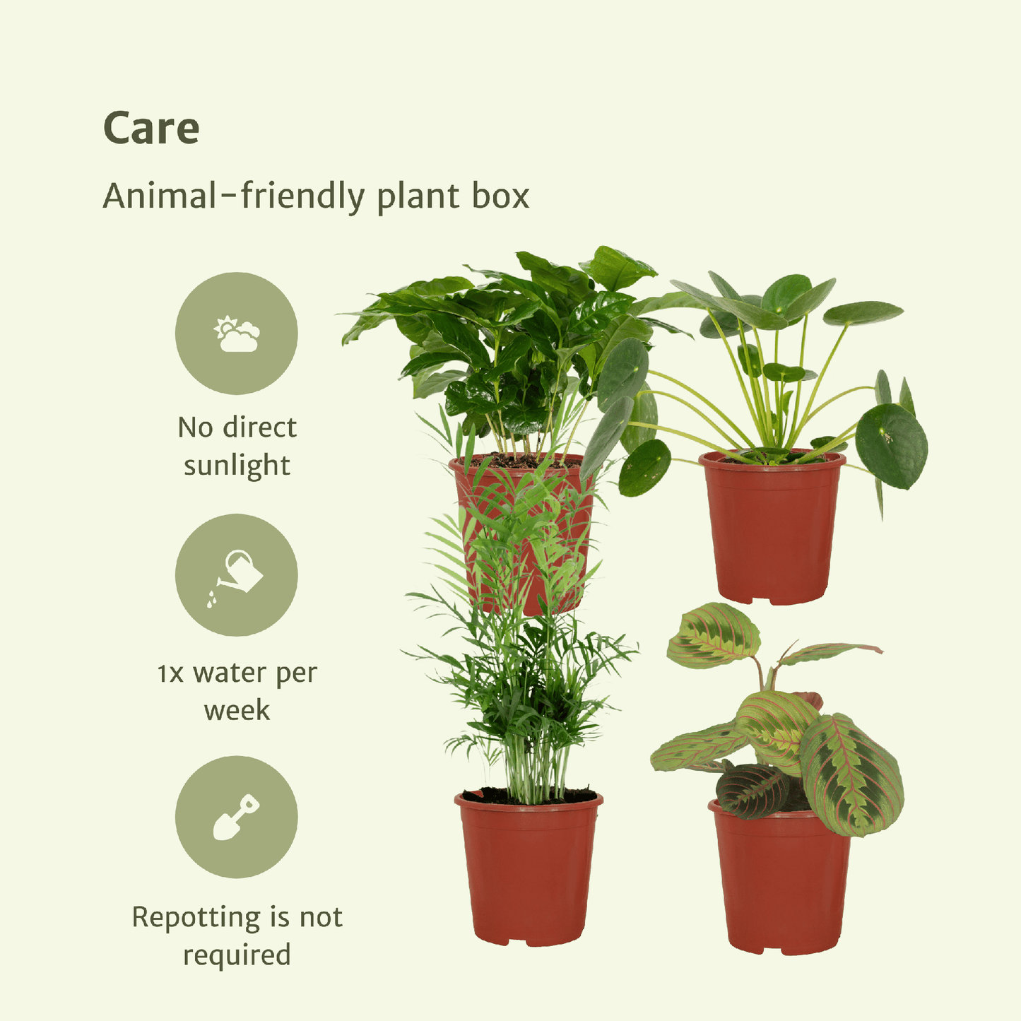Verzorging diervriendelijke planten: geen direct zonlicht en verpotten niet nodig