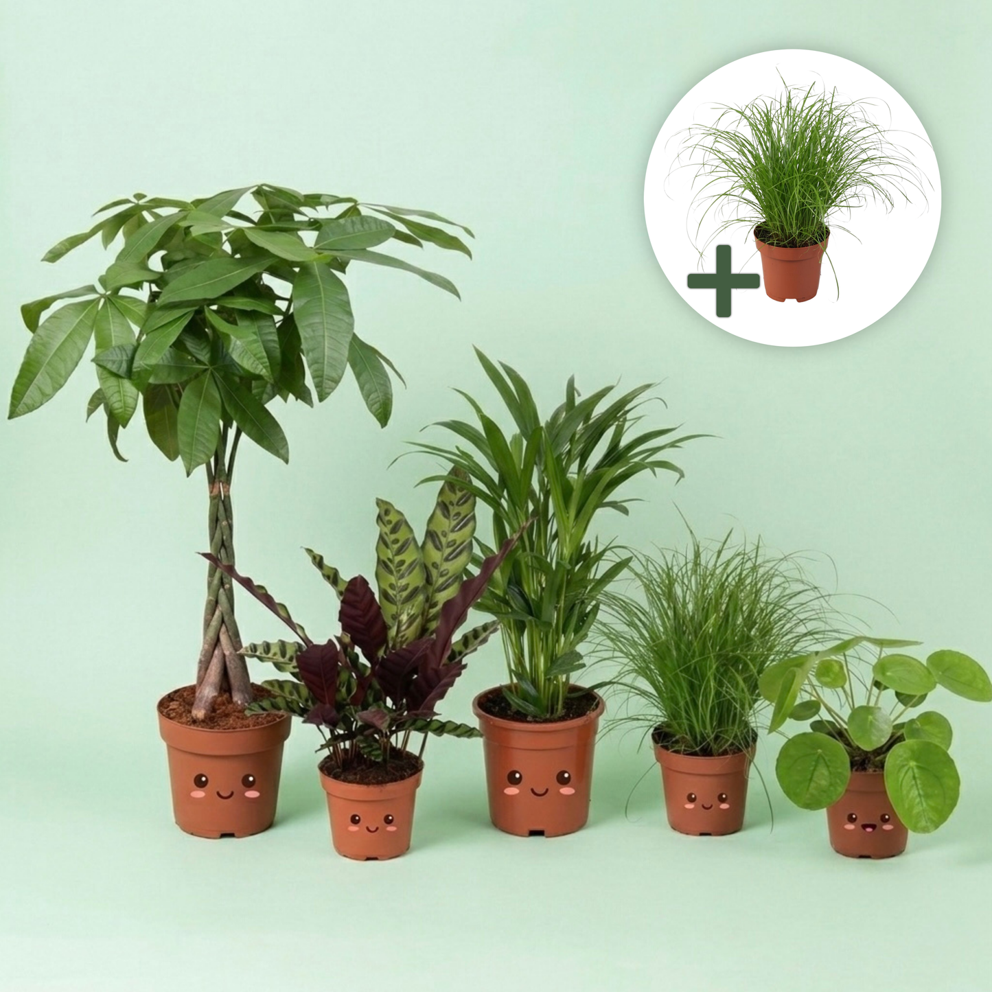 Een complete set van 5 diervriendelijke en veilige kamerplanten voor in de woonkamer, waaronder een grote Geldboom, Goudpalm, Calathea en Pannenkoekenplant.