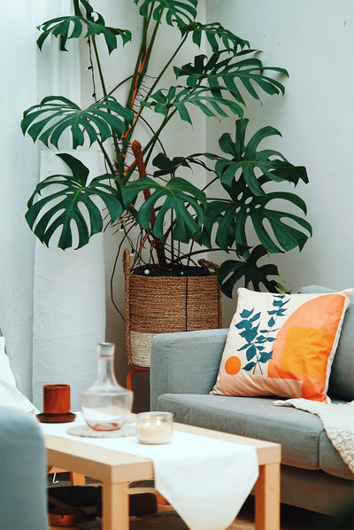Monstera verzorgen: de complete gids voor een gezonde Gatenplant