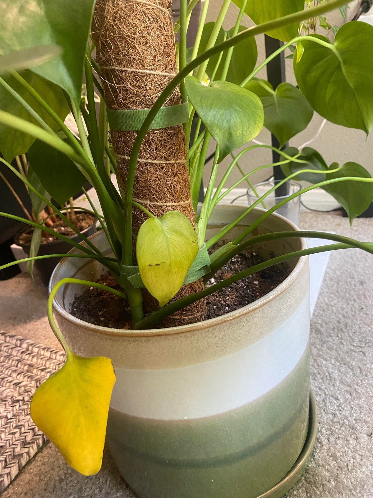 Monstera in pot met gele jonge bladeren