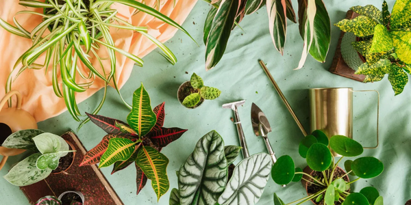 Kamerplanten Verzorgen: De Ultieme Gids voor een Groene Oase