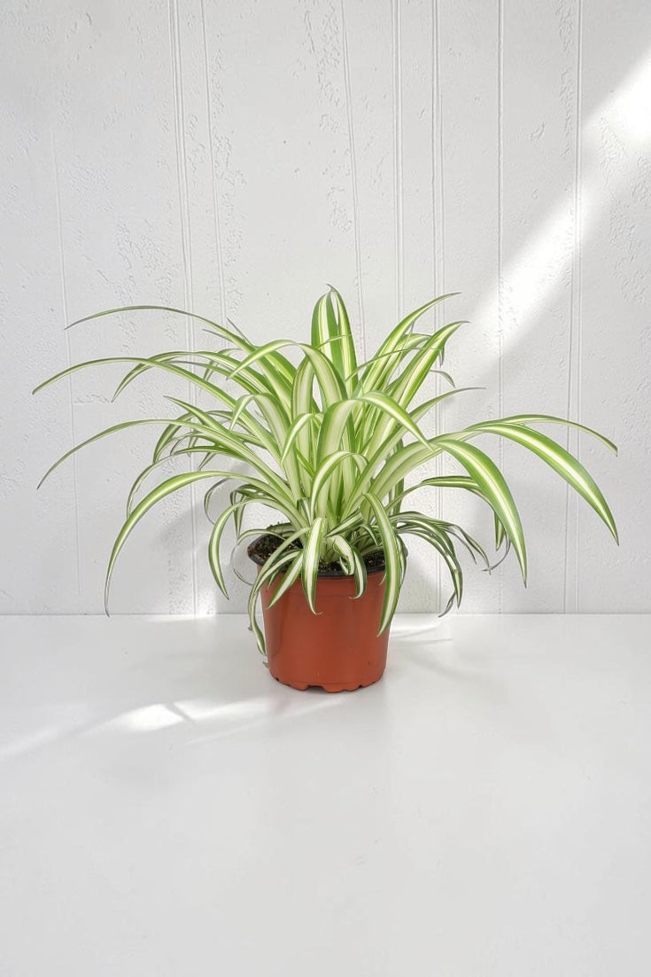 De plant die jouw hoofdpijn opeet (echt waar!)