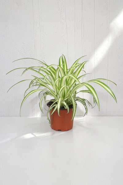 De plant die jouw hoofdpijn opeet (echt waar!)