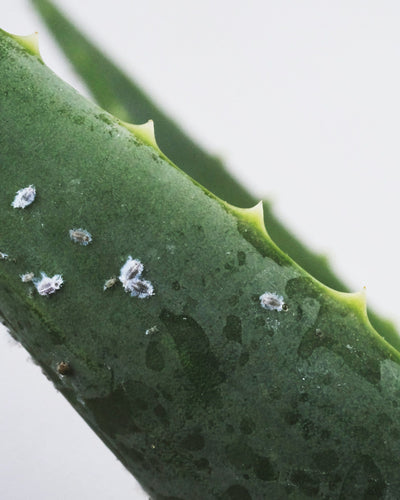 Plantenongedierte bestrijden: de complete gids voor gezonde kamerplanten