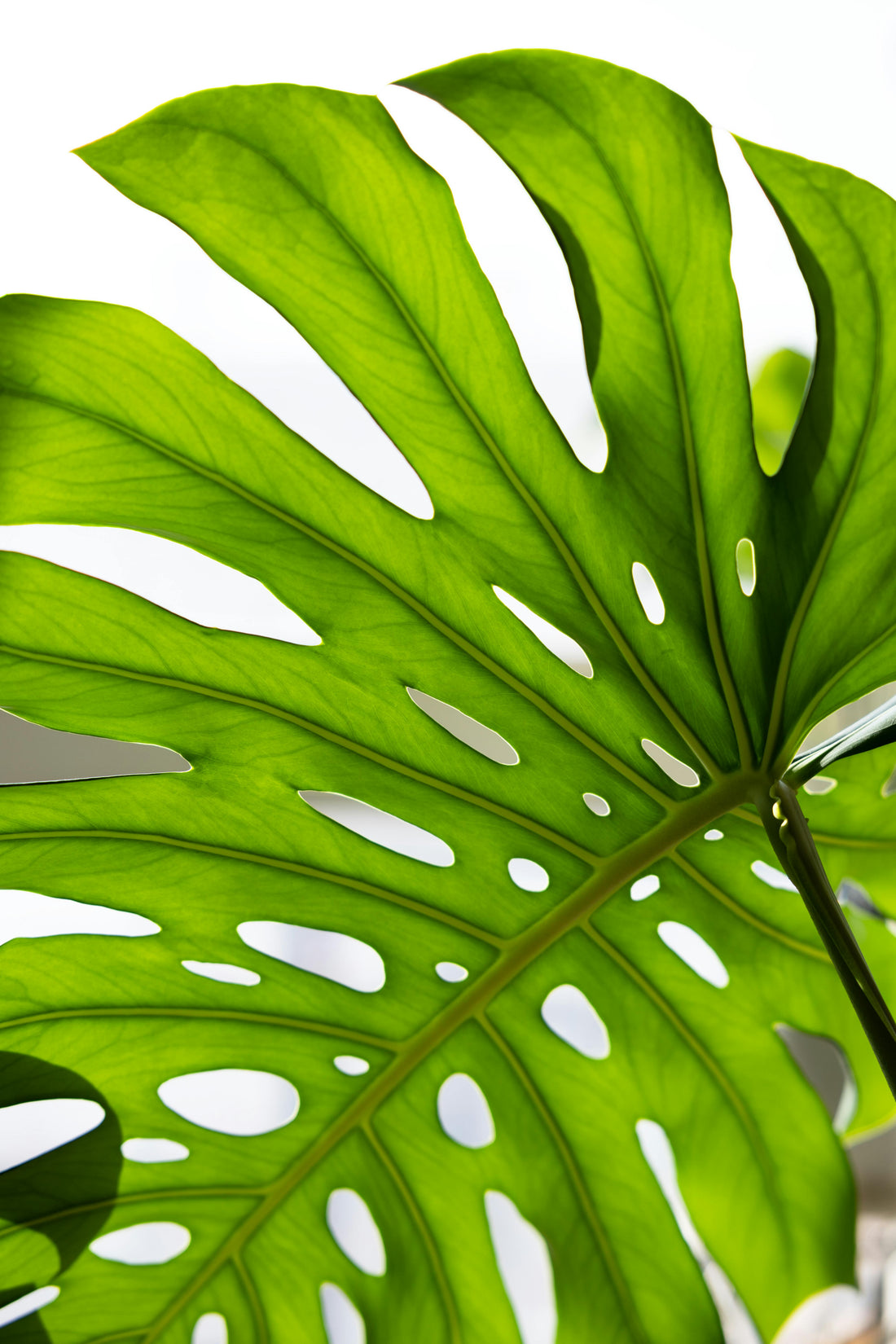 Licht voor je Planties