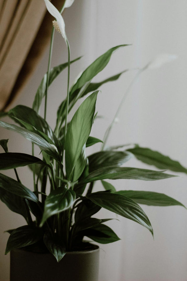 Top 8 schaduwplanten