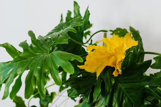 Waarom krijgt je Plantie gele bladeren?