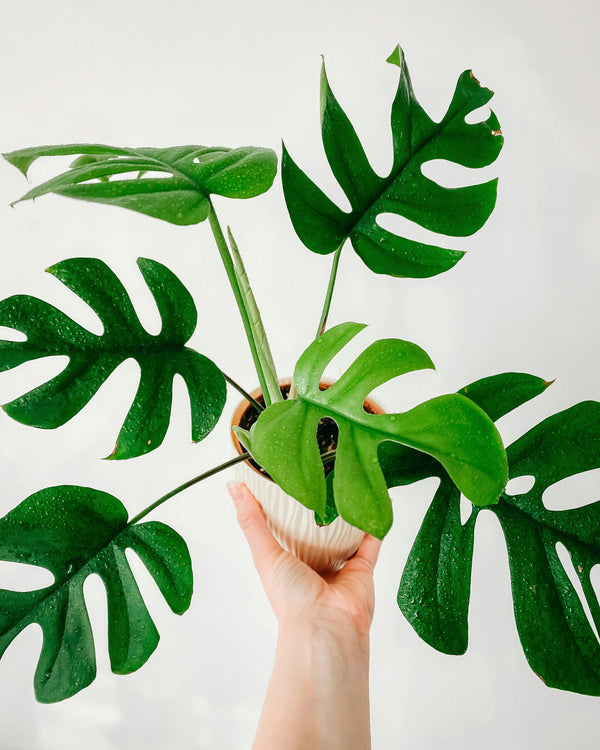 Welke plant past bij jou?
