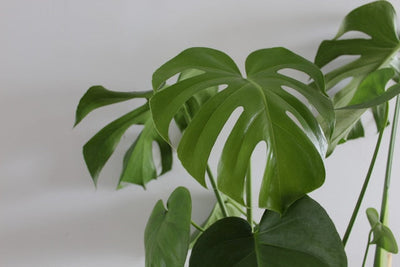 Waarom krijgt mijn Monstera geen gaten?