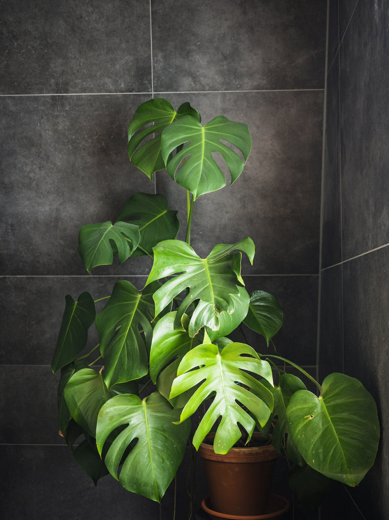 Hoe vaak moet ik mijn Monstera water geven?