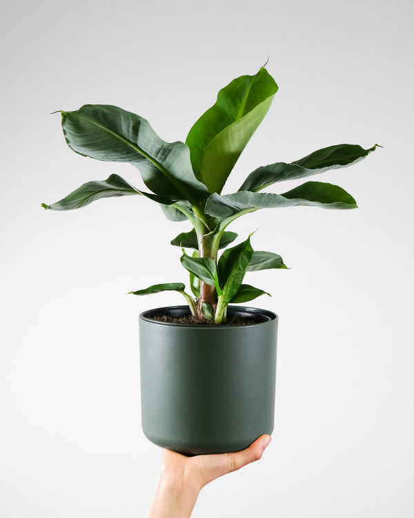 Bananenplant