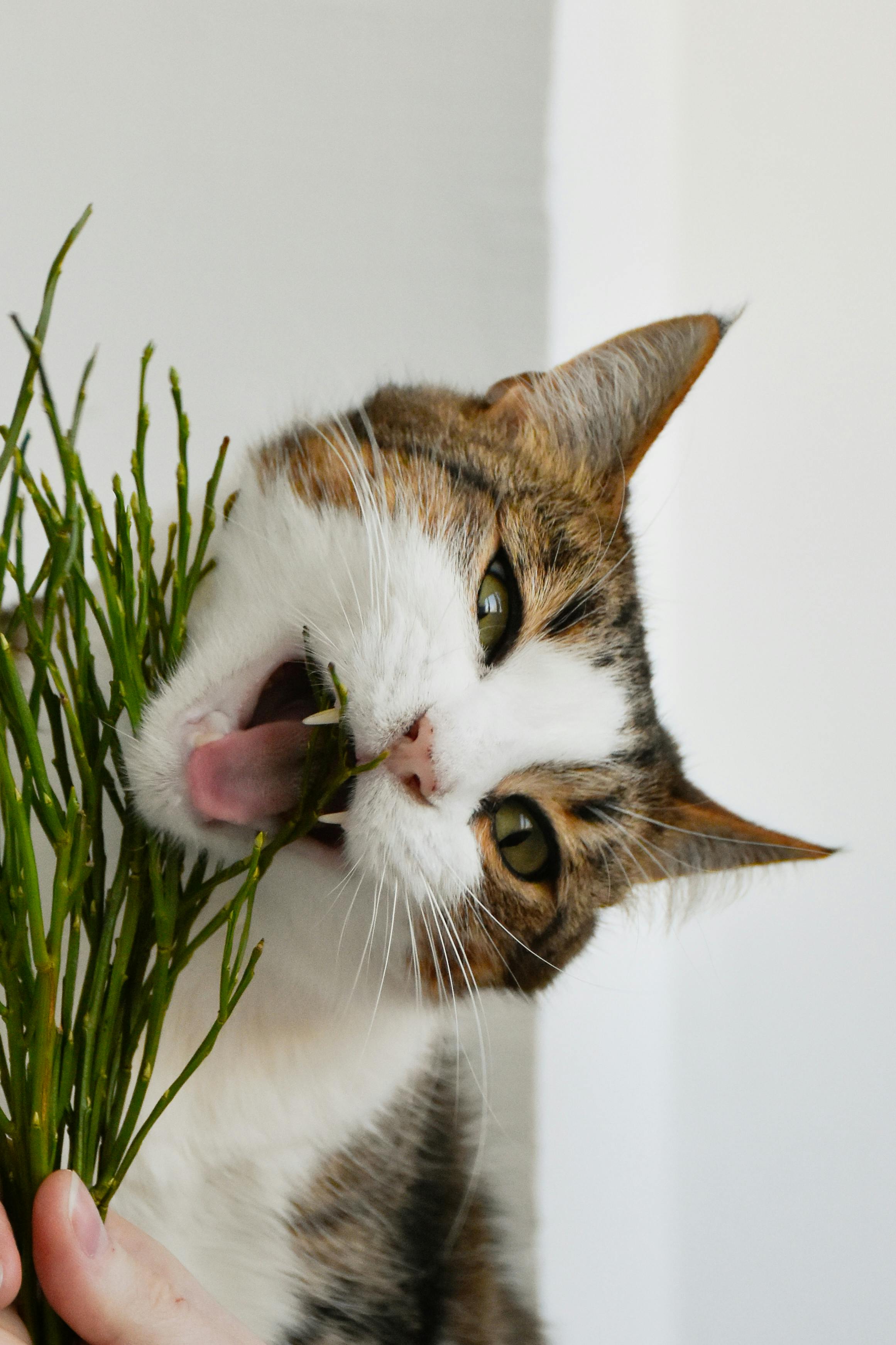 Diervriendelijke planten