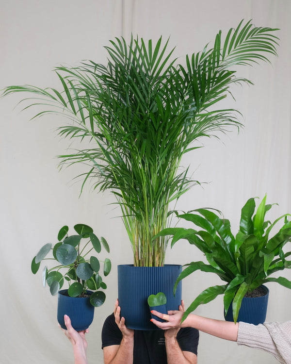 Diervriendelijke planten