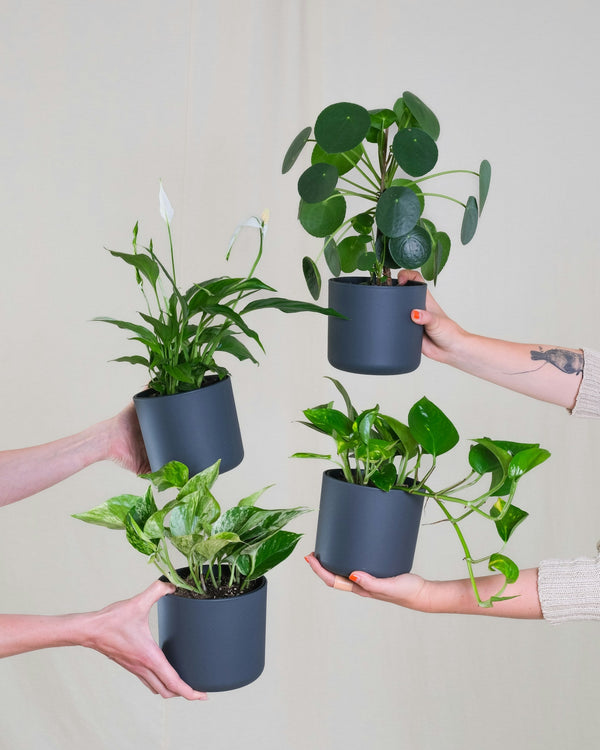 Kleine planten