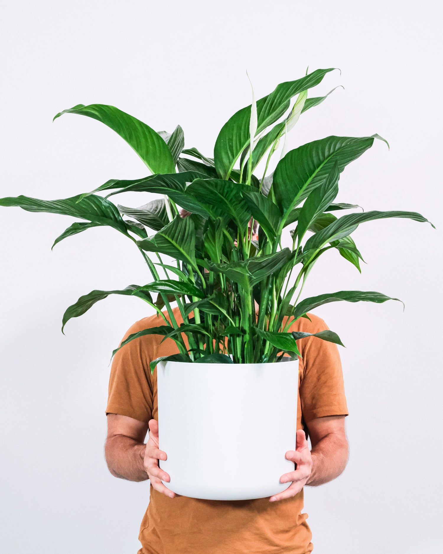 Spathiphyllum