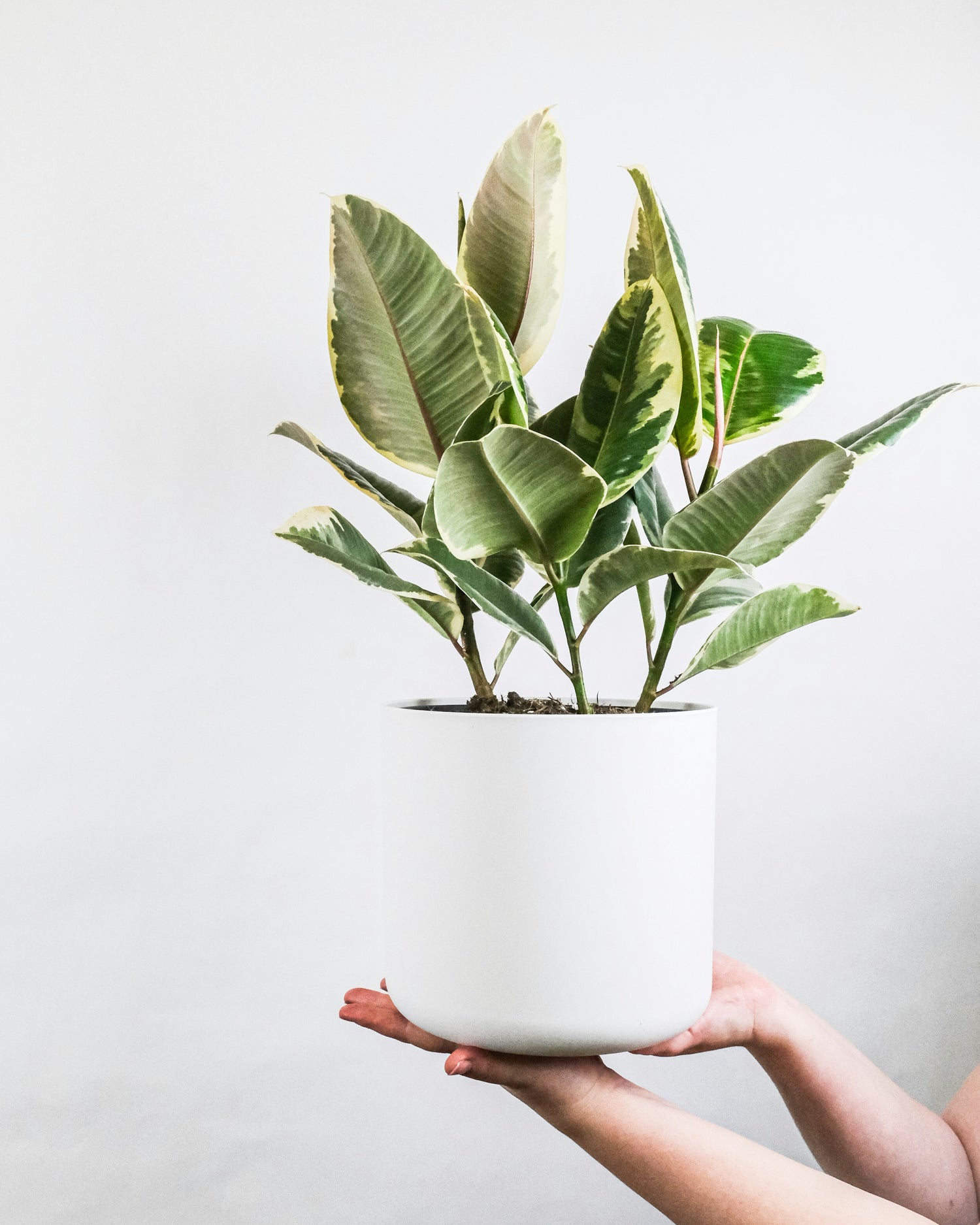 Ficus