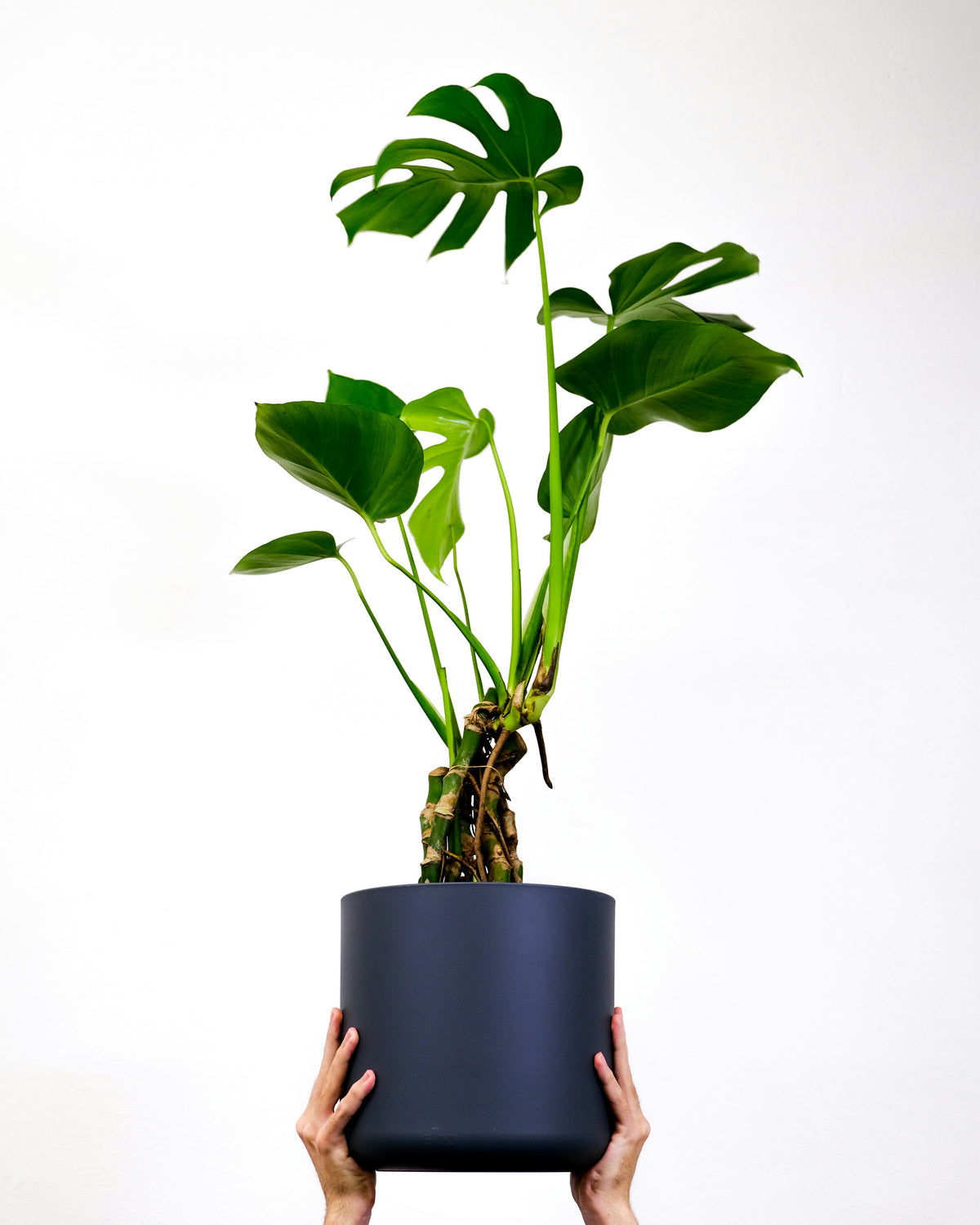Monstera