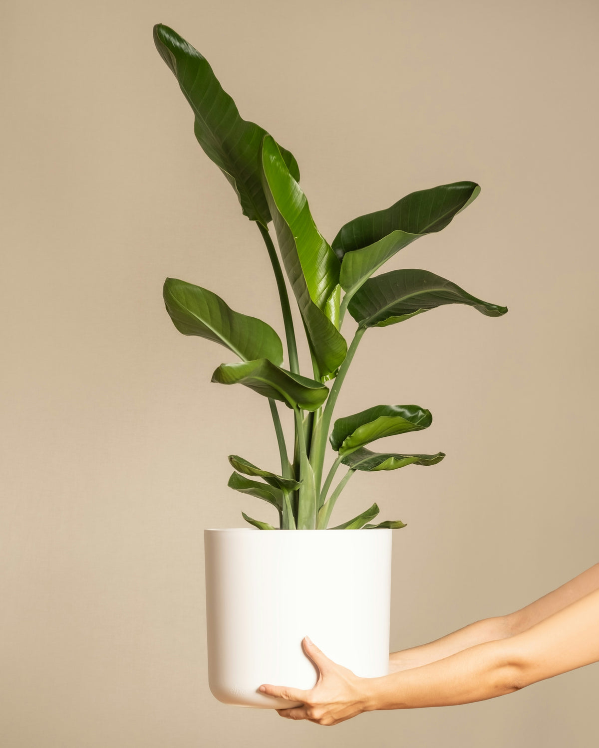 Strelitzia