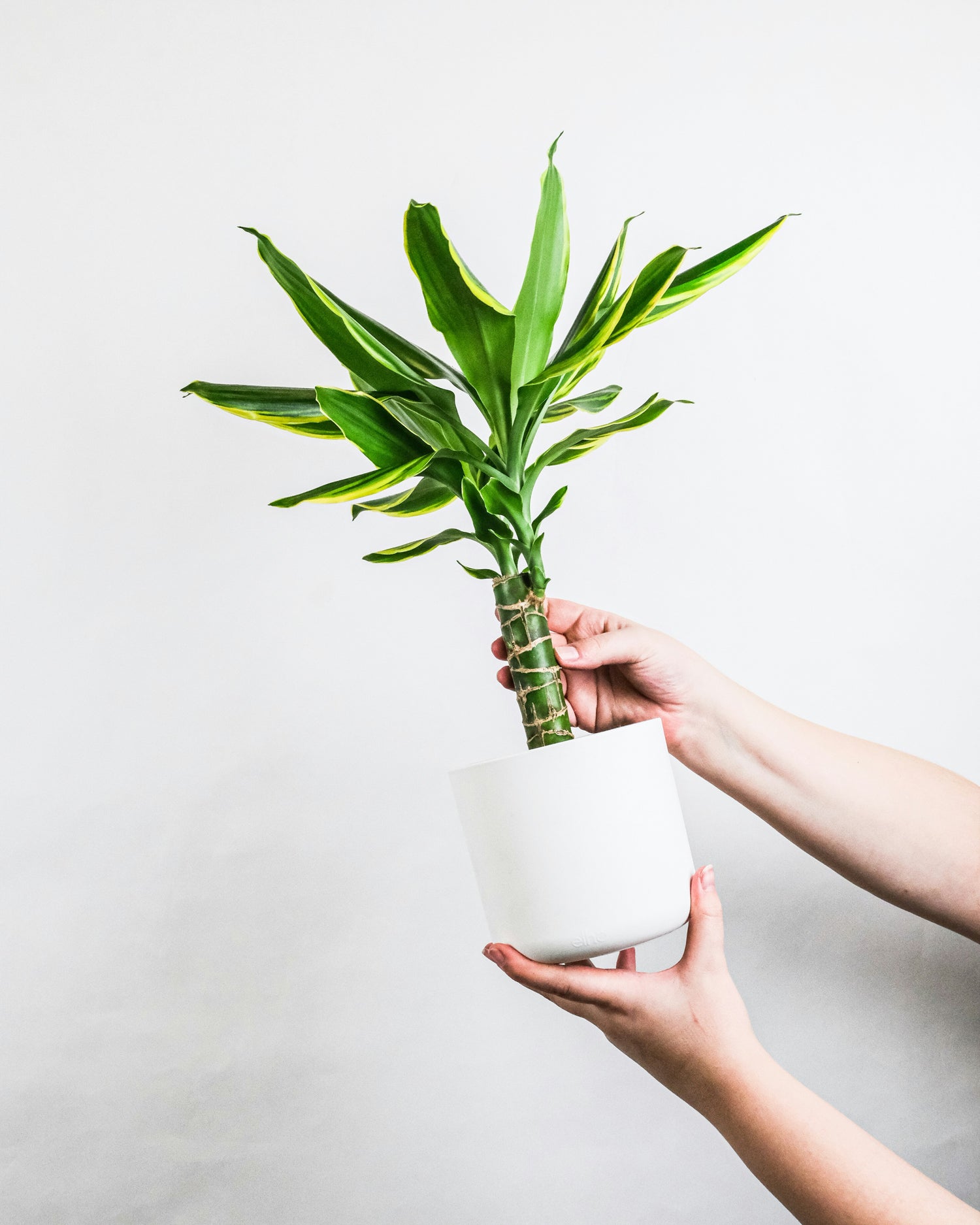 Dracaena
