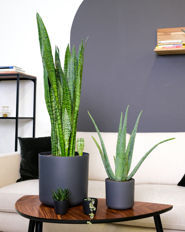 Cactussen & vetplanten