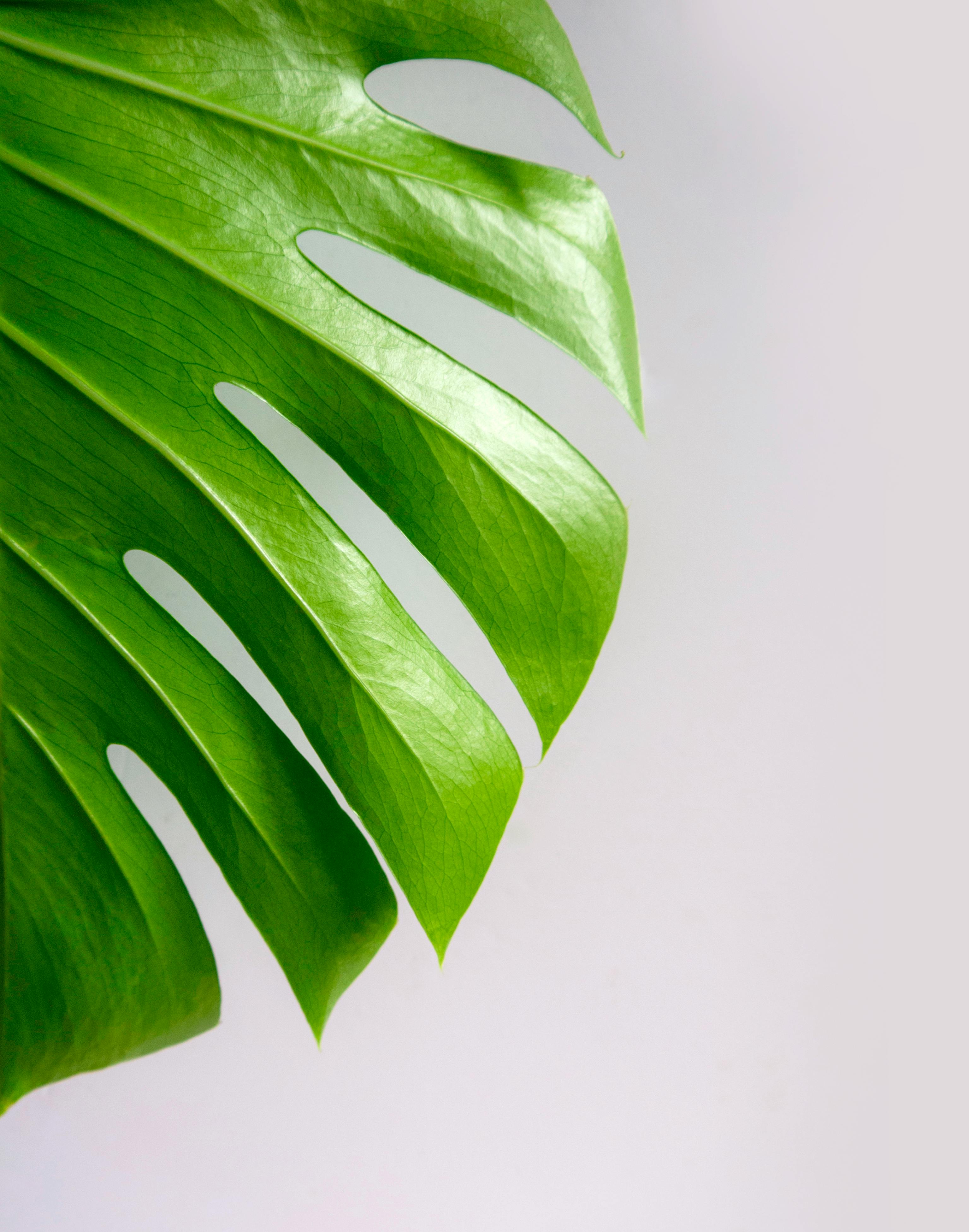 Grote planten