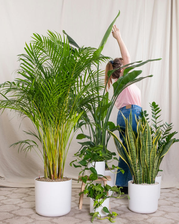 Grote planten